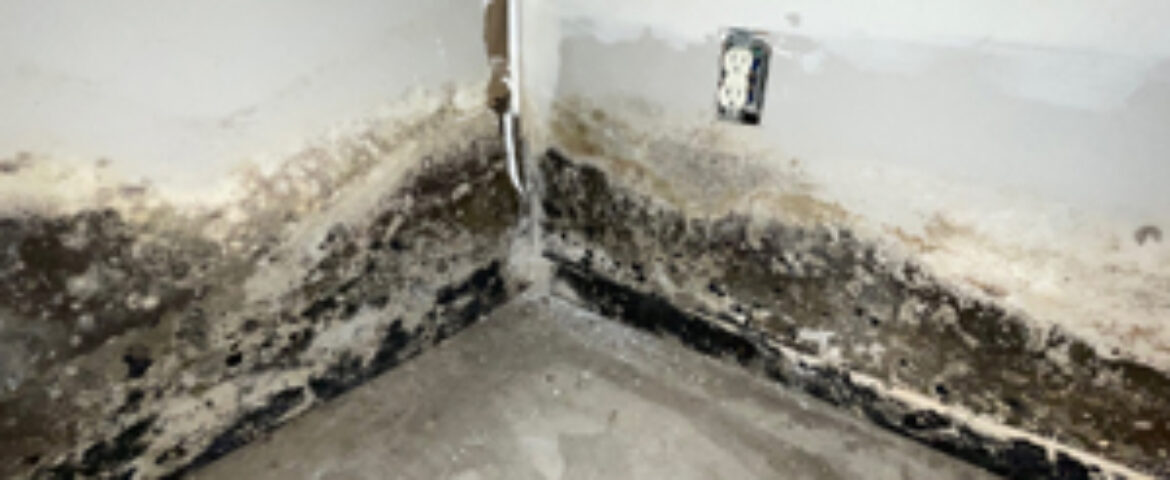 Steps Taken For Mold Removal And Remediation