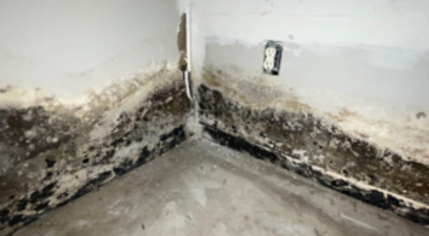Steps Taken For Mold Removal And Remediation