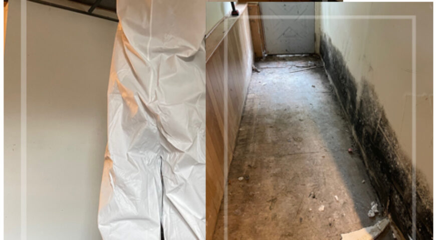Licensed Mold Remediation Binghamton: A Step-by-Step Guide