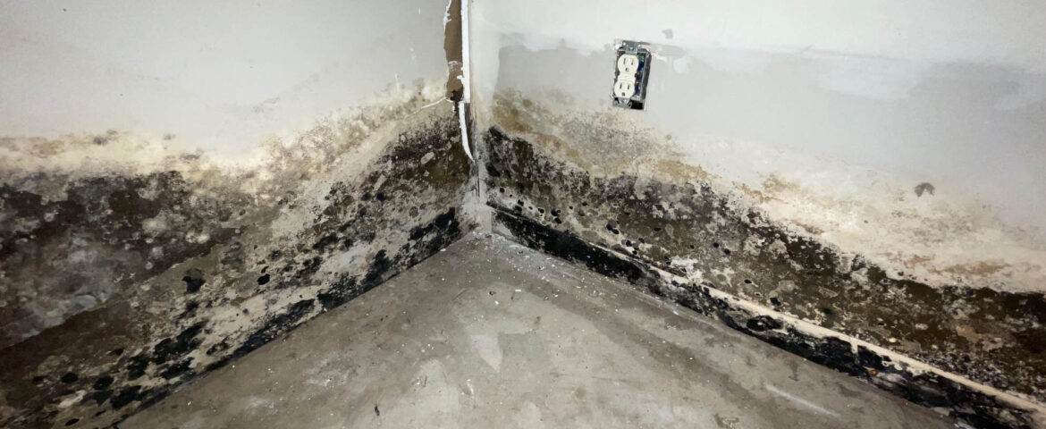 When Should You Consider Professional Mold Remediation Services?