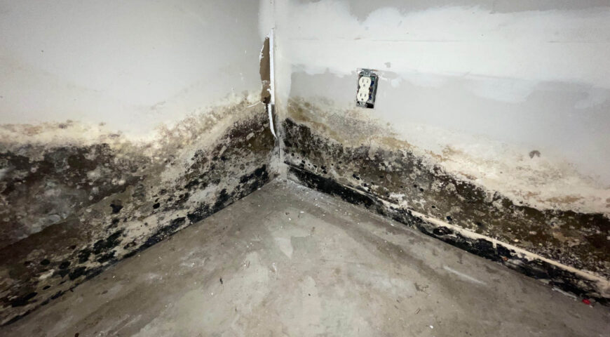 Why Mold Remediation Tioga County Services Are Essential for Your Health?