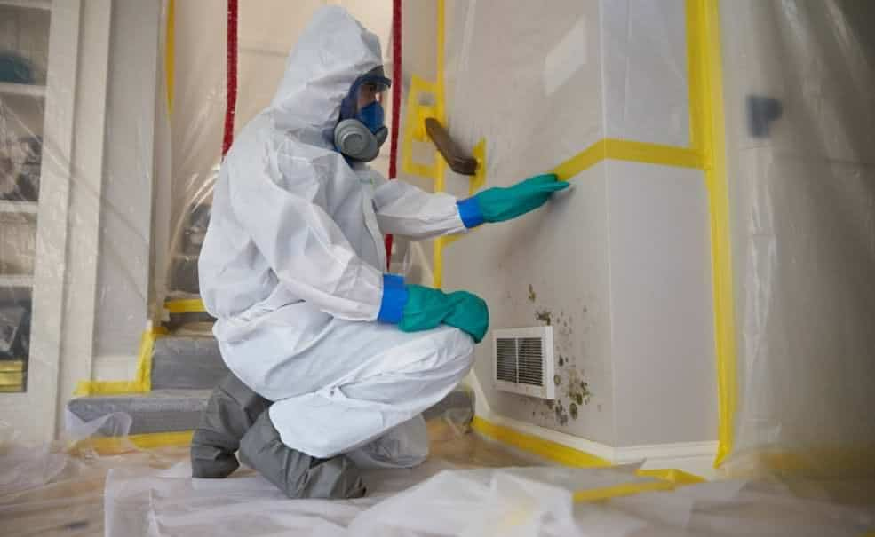 licensed mold removal Ithaca